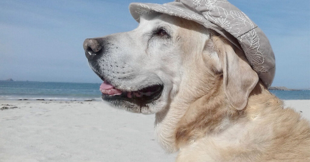 Labrador in vacanza